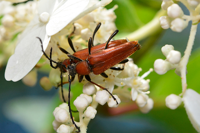 アカハナカミキリ
