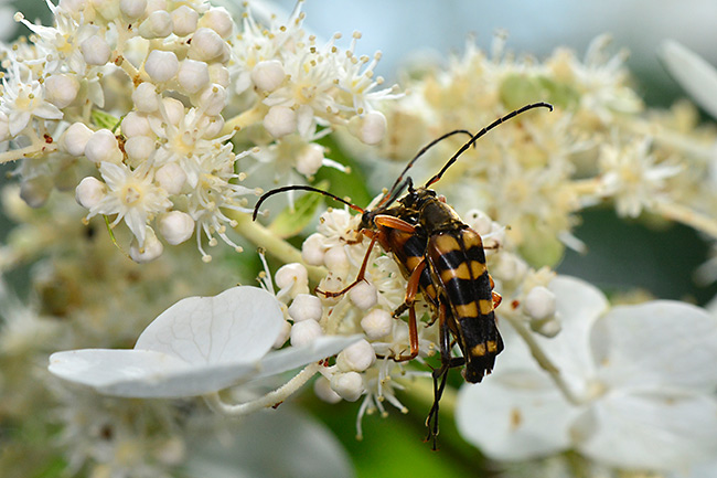 ヨツスジハナカミキリの交尾