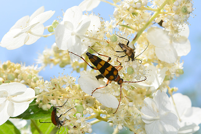 オオヨツスジハナカミキリ