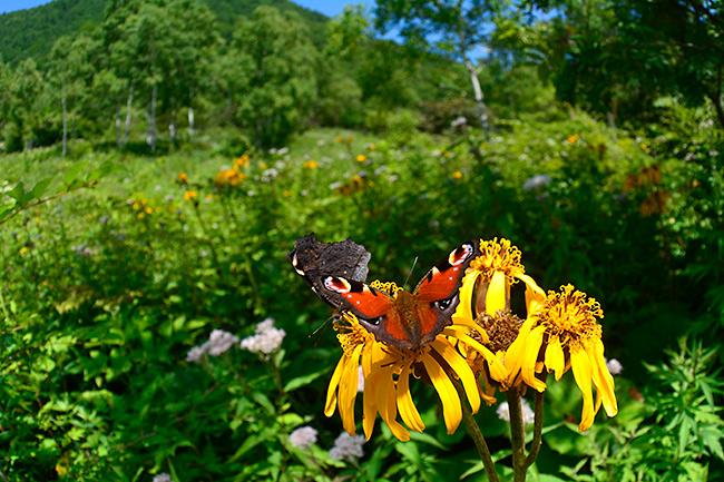 高原のクジャクチョウ