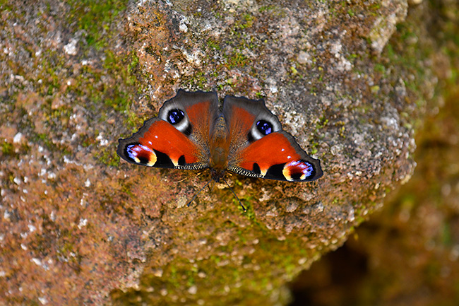 崖のクジャクチョウ