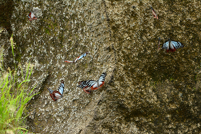 崖に集まるアサギマダラ