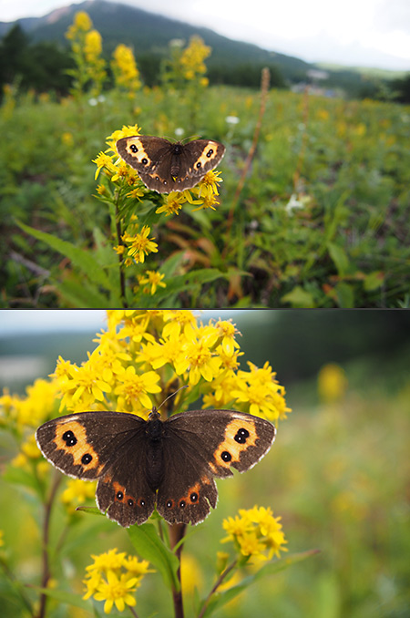 ベニヒカゲをフィシュアイコンバーターで
