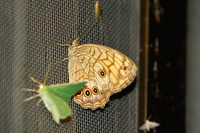 灯りに来たキマダラモドキ