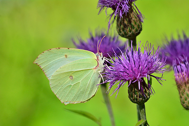 ヤマキチョウのメス