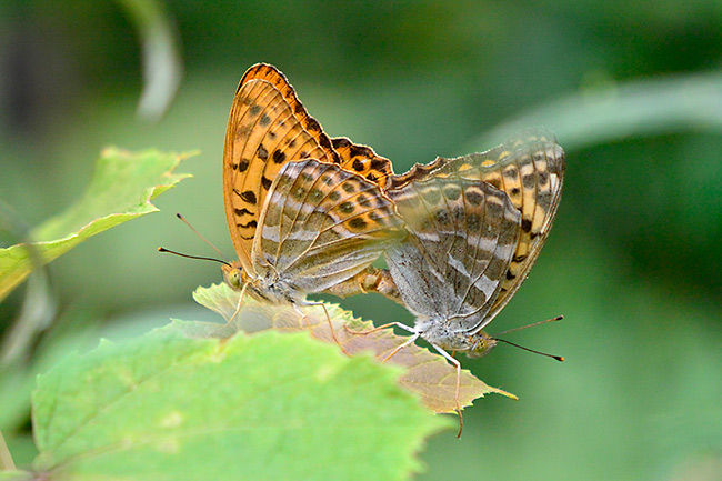 ミドリヒョウモンの交尾