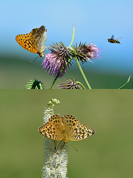 ミドリヒョウモンのオスとメス