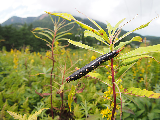 イブキスズメの幼虫