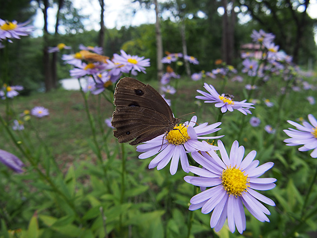 アスターコリアナにジャノメチョウ
