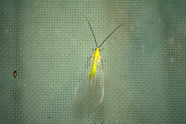 灯りに来たオオフトヒゲクサカゲロウ