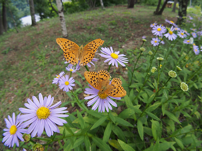 アスターコリアナにメスグロヒョウモンのオス