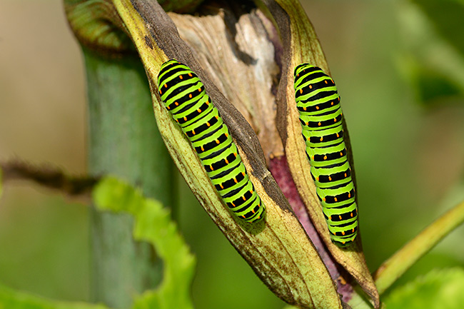 丸まる太ったキアゲハの幼虫