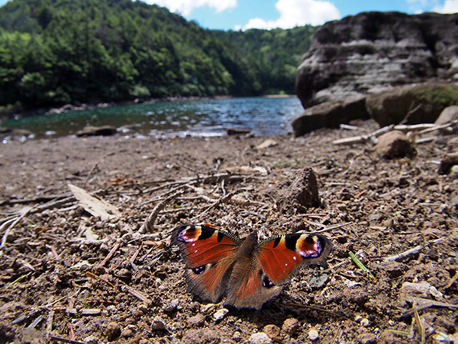 クジャクチョウ