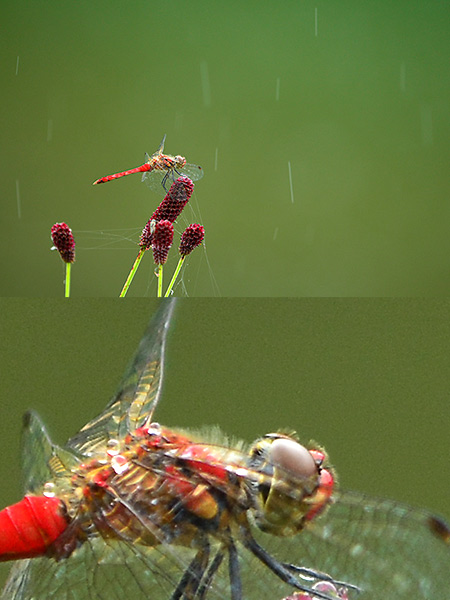 雨の中のナツアカネ