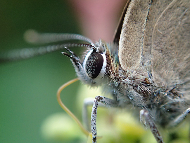 ミドリシジミの顔