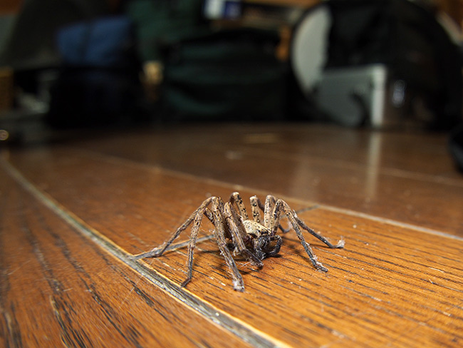 アトリエのアシダカグモ