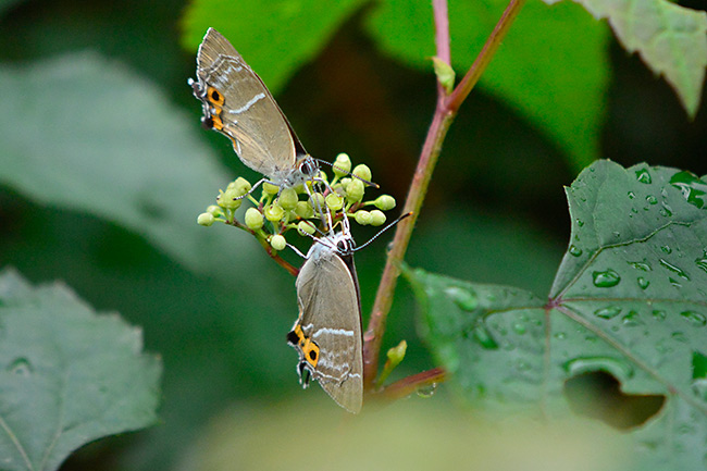 2匹のミドリシジミ