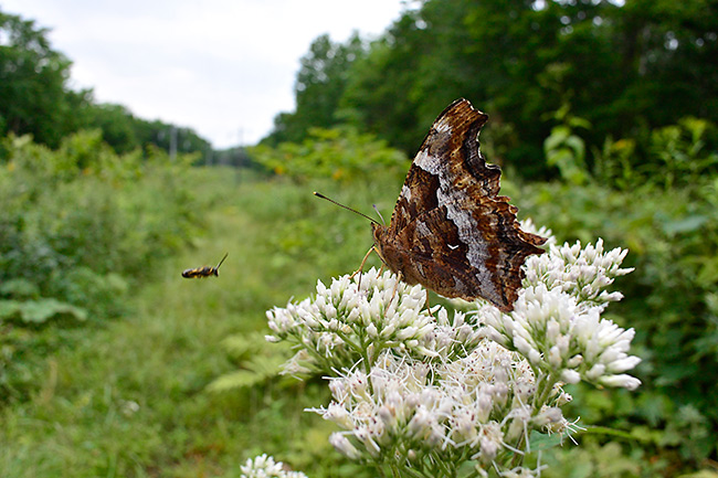ヒヨドリバナにエルタテハ