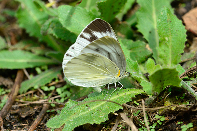 ヤマトスジグロシロチョウの産卵