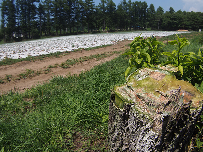切られてしまったニトベツノゼミの木