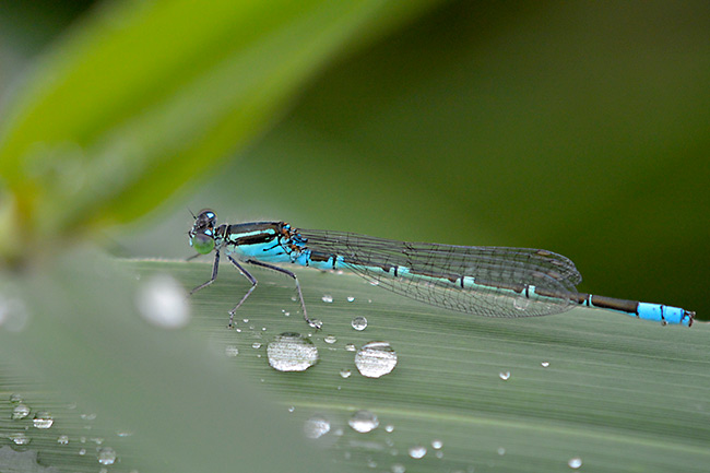 エゾイトトンボ