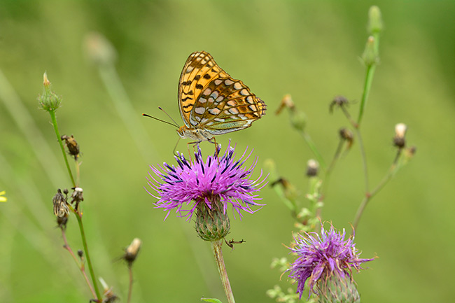 秋のヒョウモンチョウ