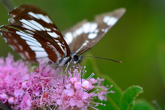 フタスジチョウ