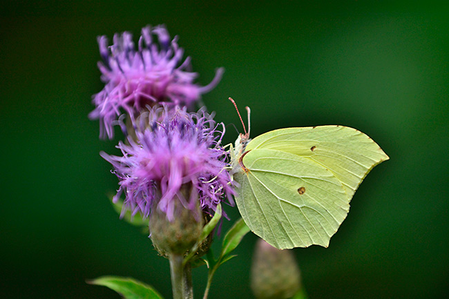 アザミの花にスジボソヤマキチョウ