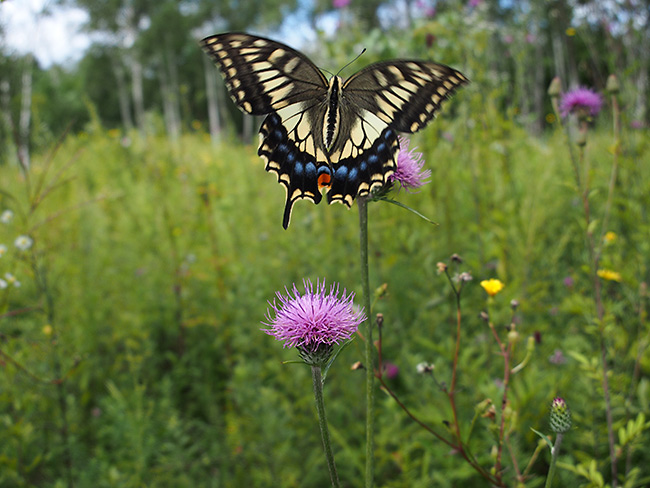 晩夏のキアゲハ