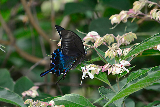 クサギの花にきたミヤマカラスアゲハ