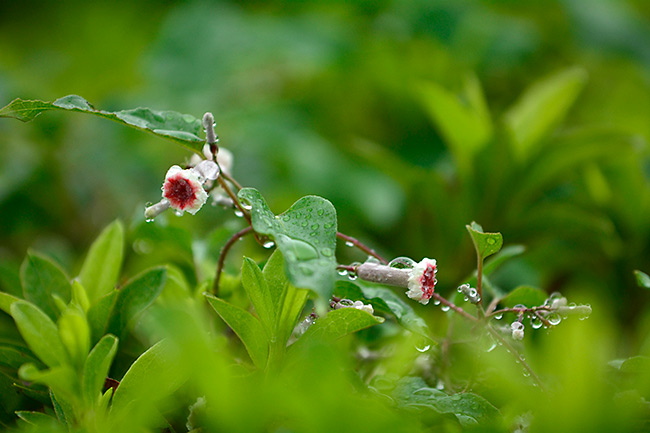 ヘクソカズラの花