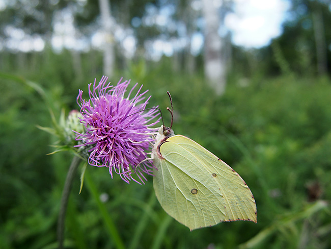 ヤマキチョウ　　E-P5