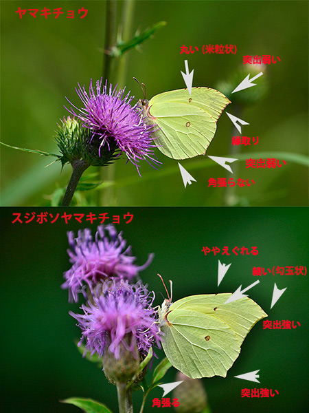 ヤマキチョウとスジボソヤマキチョウの見分け方