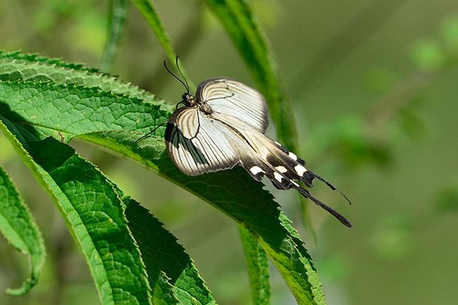 ジャコウアゲハ
