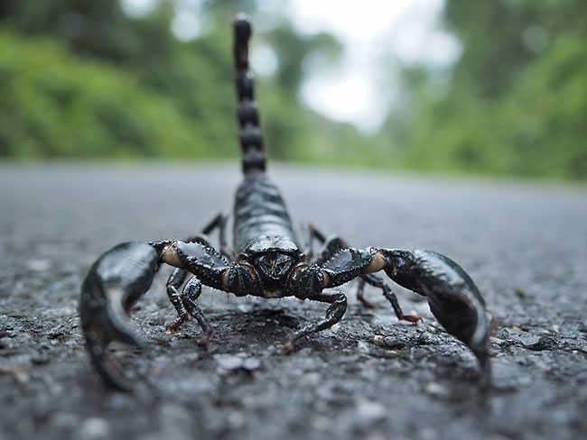 サソリを明るい広角レンズで