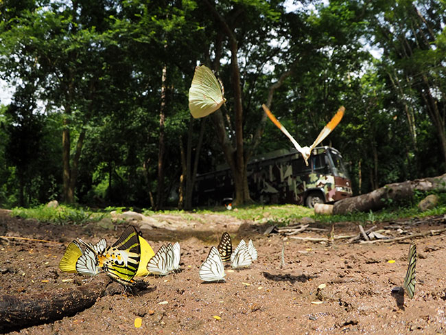 ZD8mm魚眼レンズ 