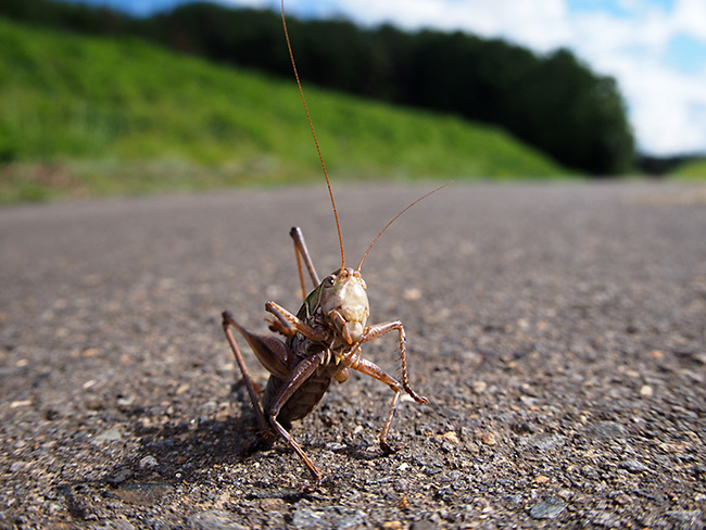 路上のキリギリス