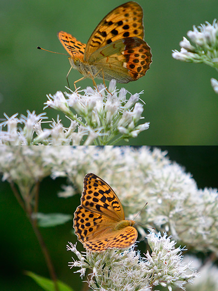 ニコンの水中ミラーレスカメラ、ニコン1AW1