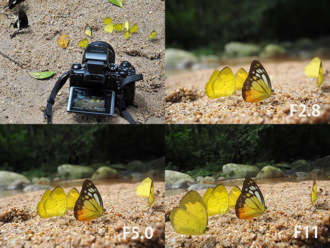 MZD 12-40mm F2.8　絞りによる表現