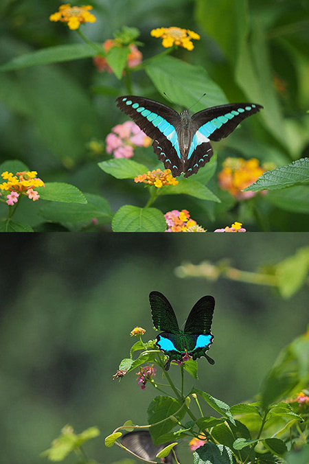 OM-D E-M1 を使って見て