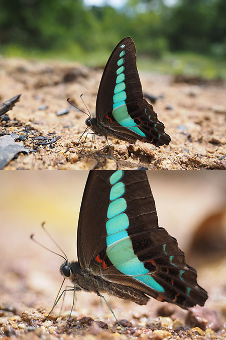 12-40の最短撮影距離