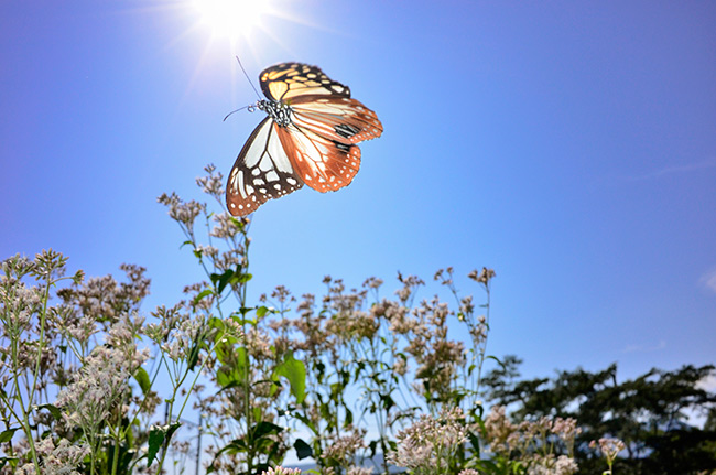 アサギマダラの飛翔をCoolpix Aで