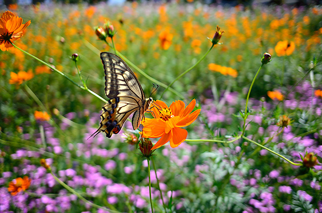 キアゲハをCoolpix Aで