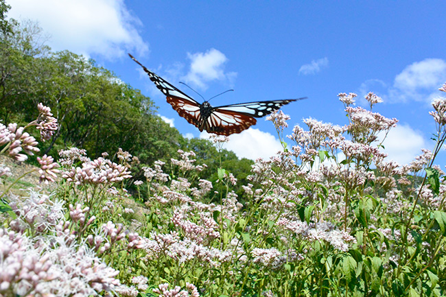 アサギマダラの飛翔