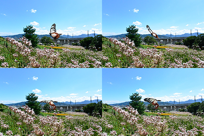 アサギマダラの飛翔をNikon1の秒60コマで