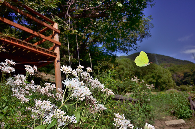 スジボソヤマキチョウの飛翔