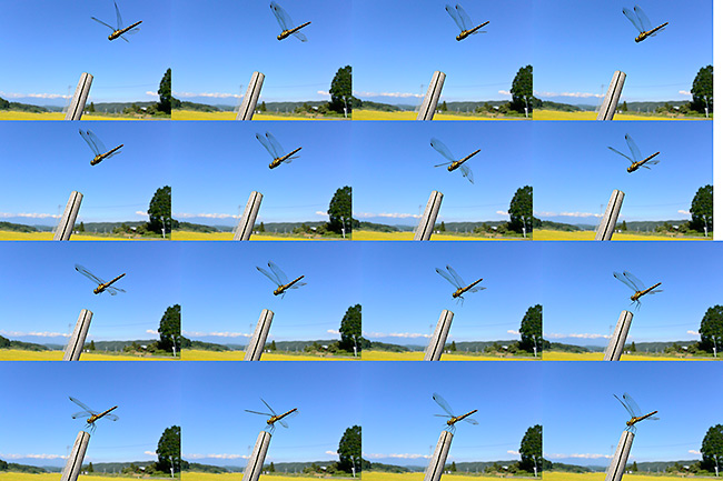 アカトンボの着地を秒60コマで