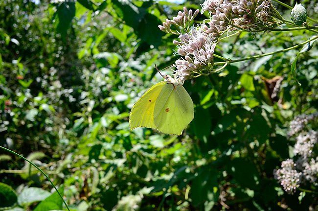 フジバカマに来たスジボソヤマキチョウ