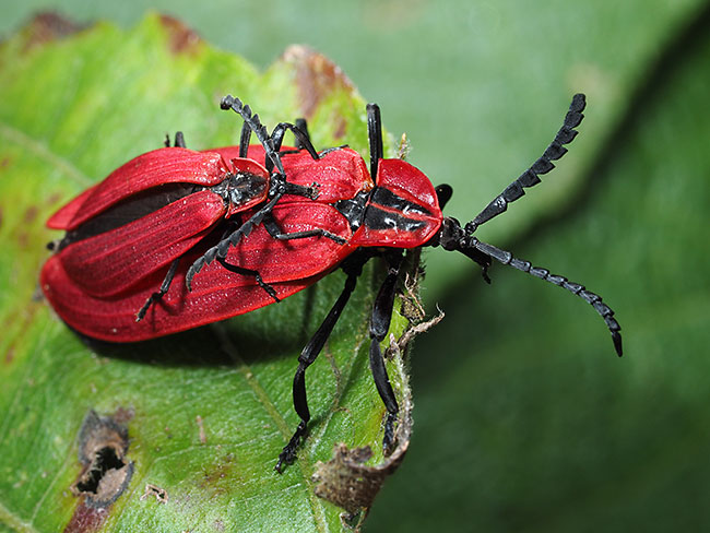 ベニボタルの仲間の交尾