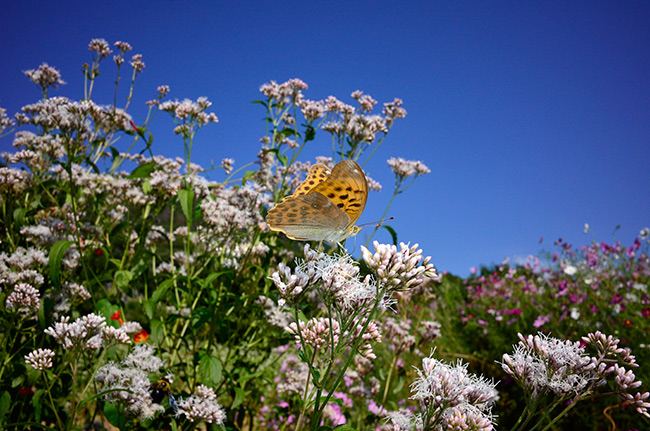 クモガタヒョウモンのメス